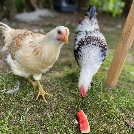 Alma Apartment Pflach